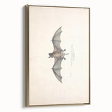 Vintage Animal Art: Murine Bat Illustration Art Prints
