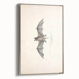 Vintage Animal Art: Murine Bat Illustration Art Prints