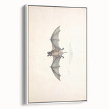 Vintage Animal Art: Murine Bat Illustration Art Prints