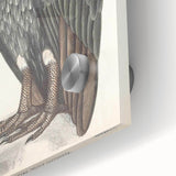 Vintage Animal Art - Retro White-Backed Vulture Illustration