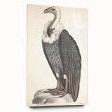 Vintage Animal Art - Retro White-Backed Vulture Illustration