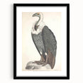 Vintage Animal Art - Retro White-Backed Vulture Illustration