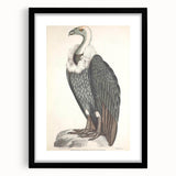 Vintage Animal Art - Retro White-Backed Vulture Illustration