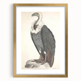 Vintage Animal Art - Retro White-Backed Vulture Illustration