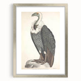 Vintage Animal Art - Retro White-Backed Vulture Illustration