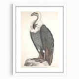 Vintage Animal Art - Retro White-Backed Vulture Illustration