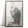 Vintage Animal Art - Retro White-Backed Vulture Illustration