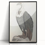 Vintage Animal Art - Retro White-Backed Vulture Illustration