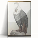 Vintage Animal Art - Retro White-Backed Vulture Illustration