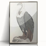 Vintage Animal Art - Retro White-Backed Vulture Illustration