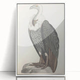 Vintage Animal Art - Retro White-Backed Vulture Illustration
