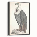 Vintage Animal Art - Retro White-Backed Vulture Illustration