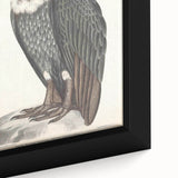 Vintage Animal Art - Retro White-Backed Vulture Illustration