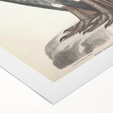 Vintage Animal Art - Retro White-Backed Vulture Illustration