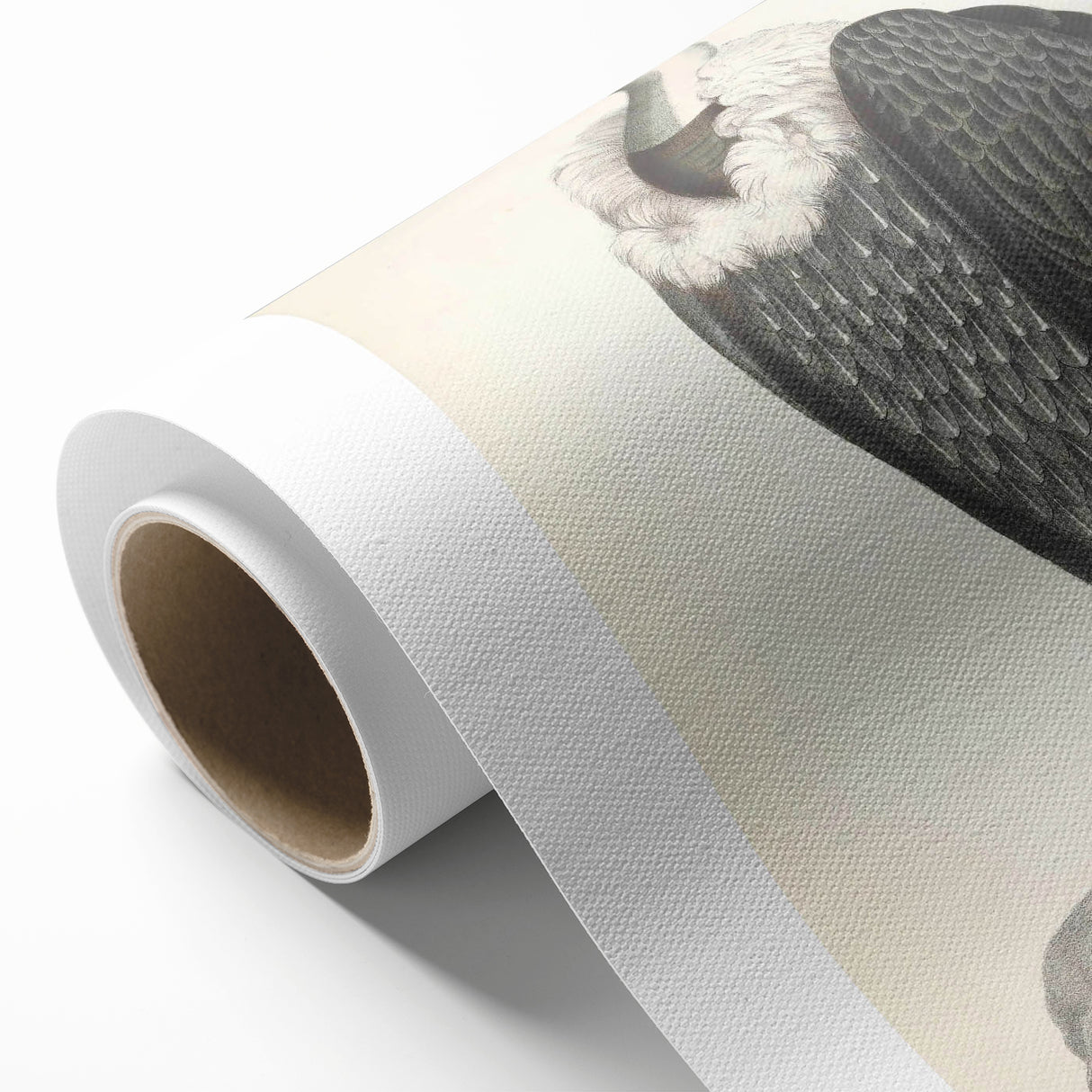 Vintage Animal Art - Retro White-Backed Vulture Illustration