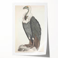 Vintage Animal Art - Retro White-Backed Vulture Illustration