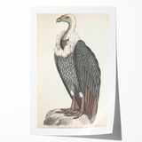 Vintage Animal Art - Retro White-Backed Vulture Illustration
