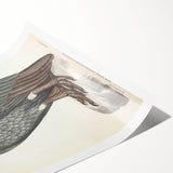 Vintage Animal Art - Retro White-Backed Vulture Illustration