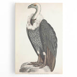 Vintage Animal Art - Retro White-Backed Vulture Illustration