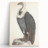 Vintage Animal Art - Retro White-Backed Vulture Illustration