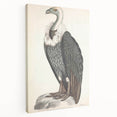 Vintage Animal Art - Retro White-Backed Vulture Illustration