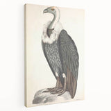 Vintage Animal Art - Retro White-Backed Vulture Illustration