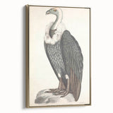 Vintage Animal Art - Retro White-Backed Vulture Illustration