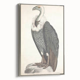 Vintage Animal Art - Retro White-Backed Vulture Illustration