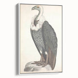 Vintage Animal Art - Retro White-Backed Vulture Illustration