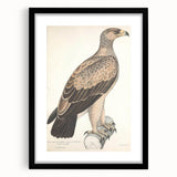 Vintage Animal Art - Retro White Dotted Eagle Illustration