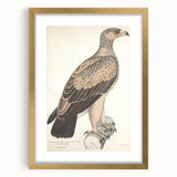 Vintage Animal Art - Retro White Dotted Eagle Illustration