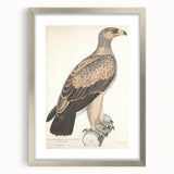 Vintage Animal Art - Retro White Dotted Eagle Illustration