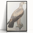 Vintage Animal Art - Retro White Dotted Eagle Illustration