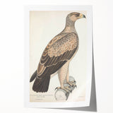 Vintage Animal Art - Retro White Dotted Eagle Illustration