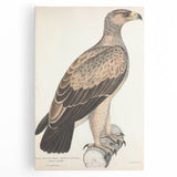 Vintage Animal Art - Retro White Dotted Eagle Illustration