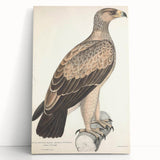 Vintage Animal Art - Retro White Dotted Eagle Illustration