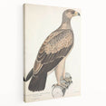 Vintage Animal Art - Retro White Dotted Eagle Illustration