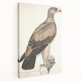 Vintage Animal Art - Retro White Dotted Eagle Illustration