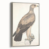 Vintage Animal Art - Retro White Dotted Eagle Illustration