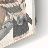 Vintage Animal Art - Retro White Bandied Eagle Illustration