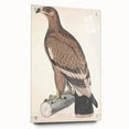 Vintage Animal Art - Retro White Bandied Eagle Illustration