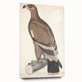Vintage Animal Art - Retro White Bandied Eagle Illustration