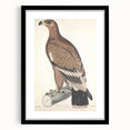 Vintage Animal Art - Retro White Bandied Eagle Illustration