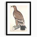 Vintage Animal Art - Retro White Bandied Eagle Illustration
