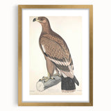 Vintage Animal Art - Retro White Bandied Eagle Illustration