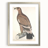 Vintage Animal Art - Retro White Bandied Eagle Illustration