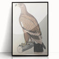 Vintage Animal Art - Retro White Bandied Eagle Illustration
