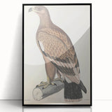 Vintage Animal Art - Retro White Bandied Eagle Illustration