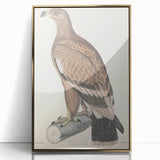 Vintage Animal Art - Retro White Bandied Eagle Illustration