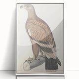 Vintage Animal Art - Retro White Bandied Eagle Illustration